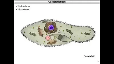 protozoario