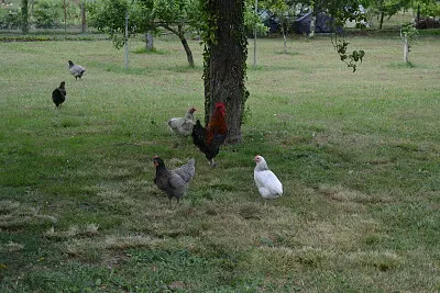 poule