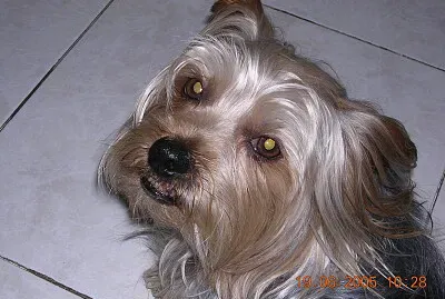 Pupi