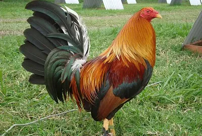 Ají Seco