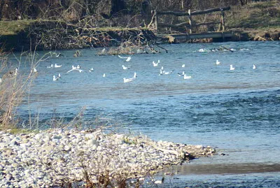 gabbiani nel fiume