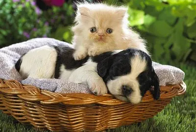 Arma el rompecabezas y descubre la imagen.