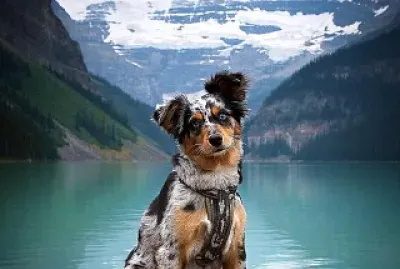 Perro
