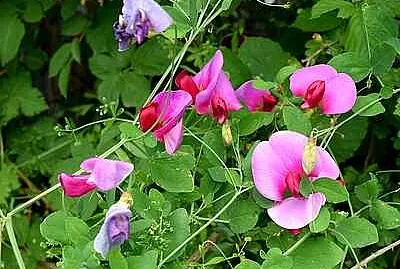 Sweet Peas jigsaw puzzle