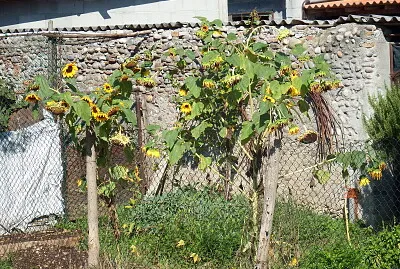 girasoli stanchi