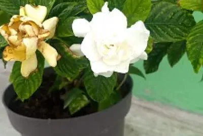 flores naturales