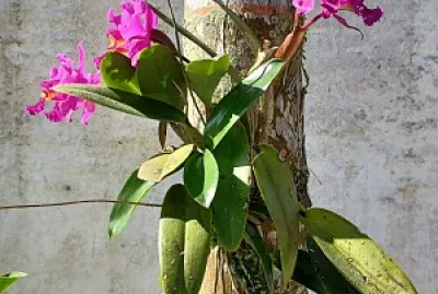 Orquidea Pousada Luar de Boracéia