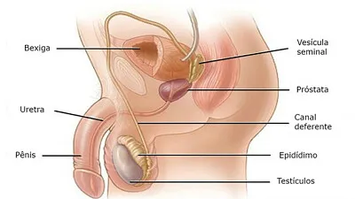 Sistema Reprodutor Masculino I