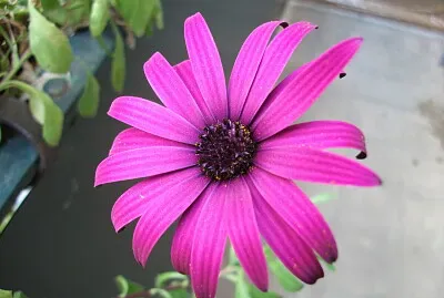 פאזל של Gerbera