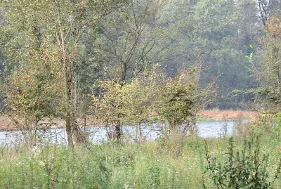 il bosco
