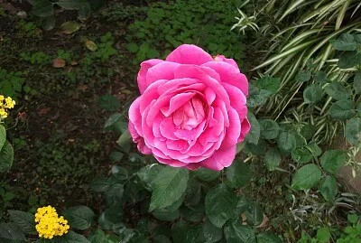 rosa