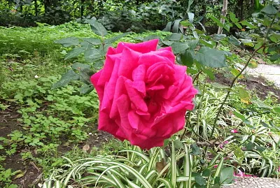 rosa
