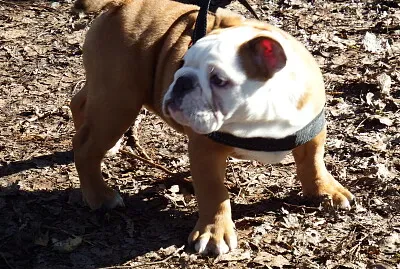 il boxer