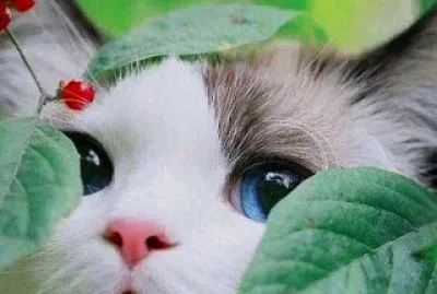 פאזל של gato