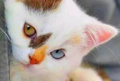 פאזל של gato