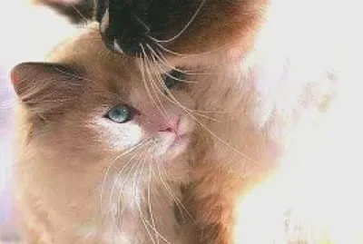 פאזל של gato