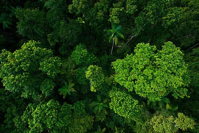 Nature jigsaw puzzle