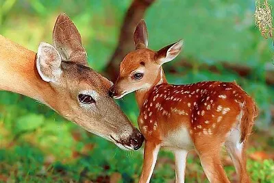 פאזל של mom #352