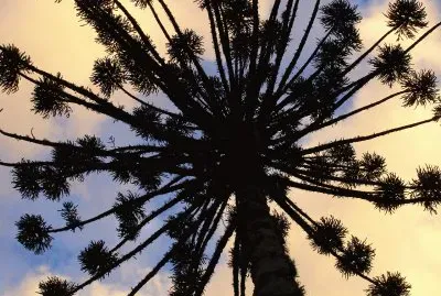 Beauty jigsaw puzzle