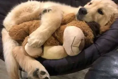 dog