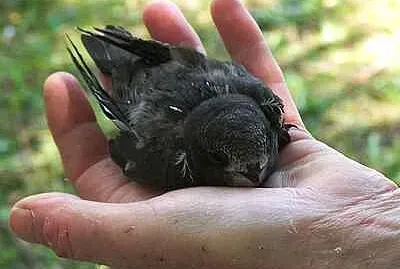A Bird In The Hand jigsaw puzzle