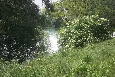 פאזל של il fiume tra gli alberi
