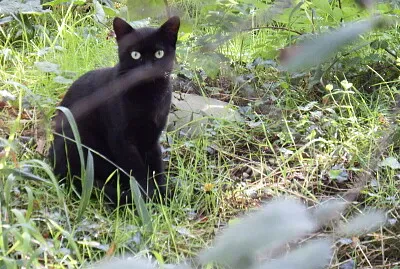 il gatto