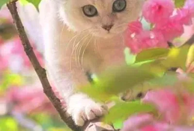 פאזל של gato