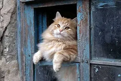 gato