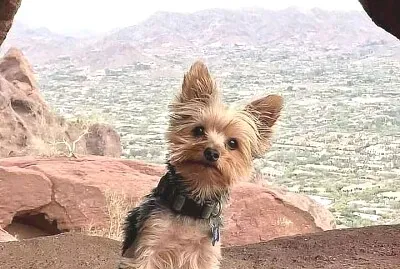 perro