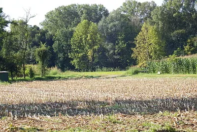 il limitare del bosco