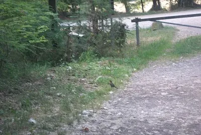 פאזל של il merlo