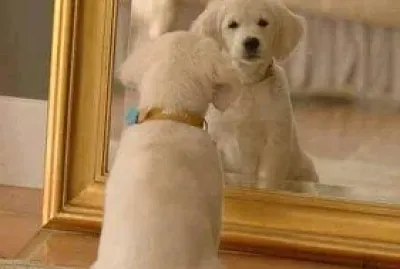 perro