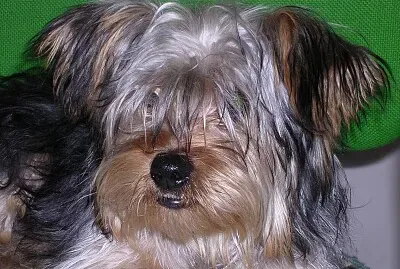 Pupi