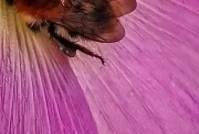 Fleur
