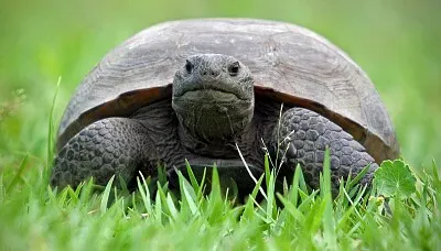 Tortoise
