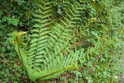 Fougère