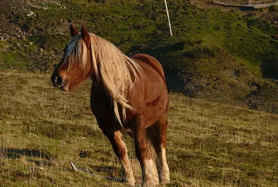 Cheval Pyrénées