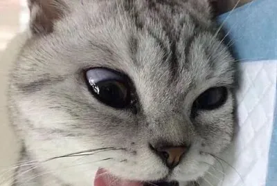 gatinho