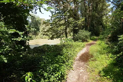 פאזל של sentiero nel bosco