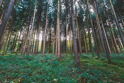 Nature