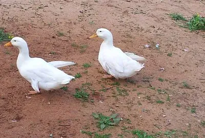 White ducks