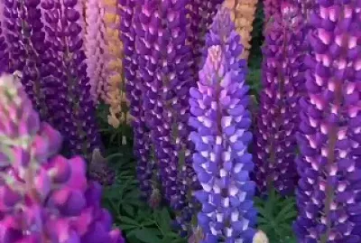 Lupines