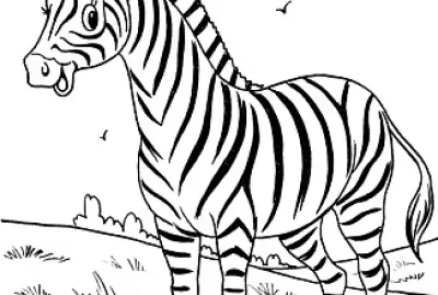 zebra