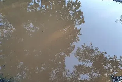 Prospectus from a puddle