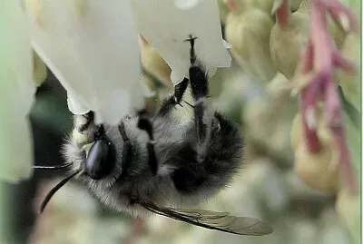 Abeille