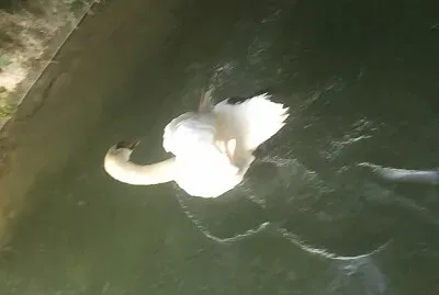 פאזל של cigno