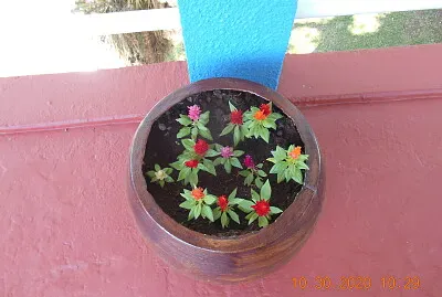 Vaso com flores
