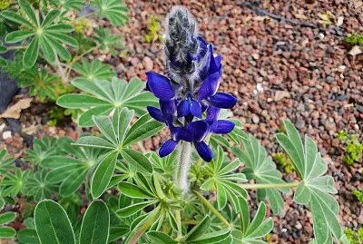 Purple lupine