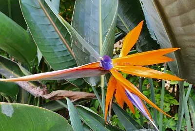 Bird of Paradise